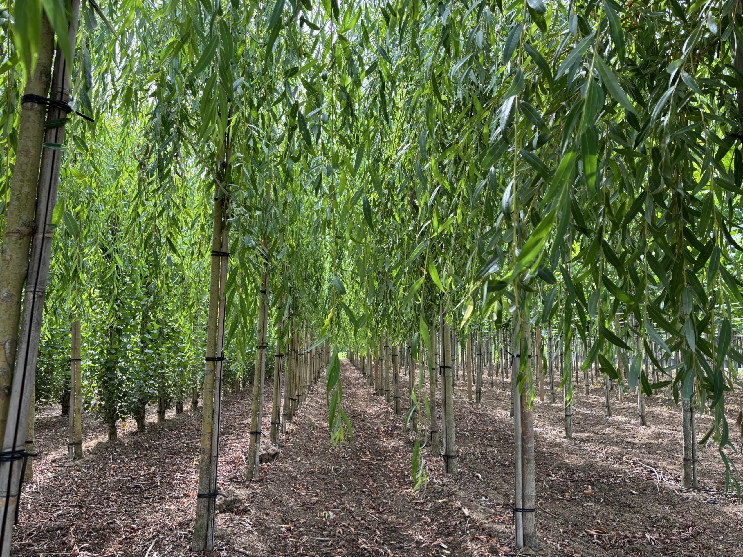 Salix chrysocoma tristis treurwilg kwekerij