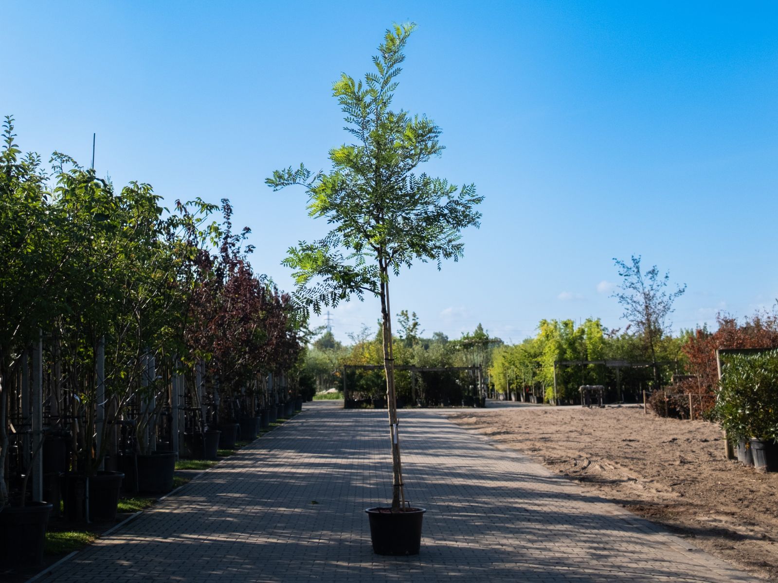 Styphnolobium Japonica-1