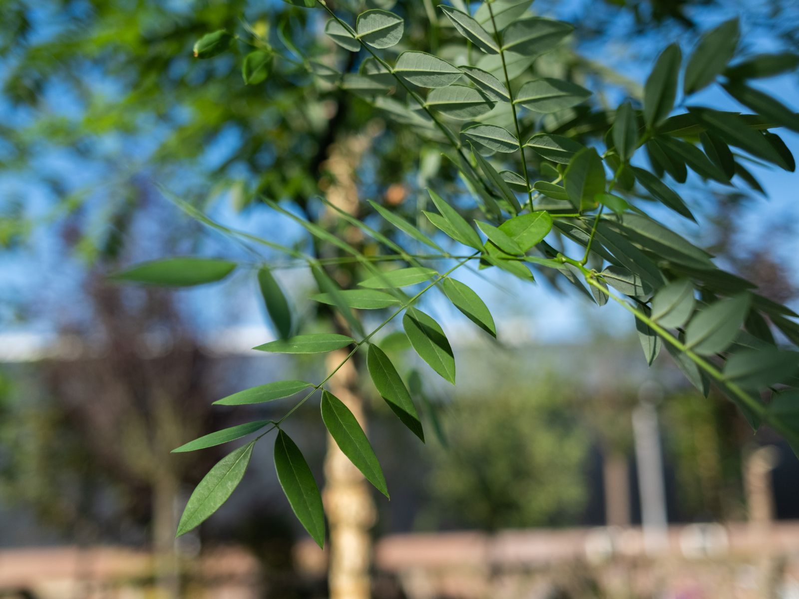 Styphnolobium Japonica-4