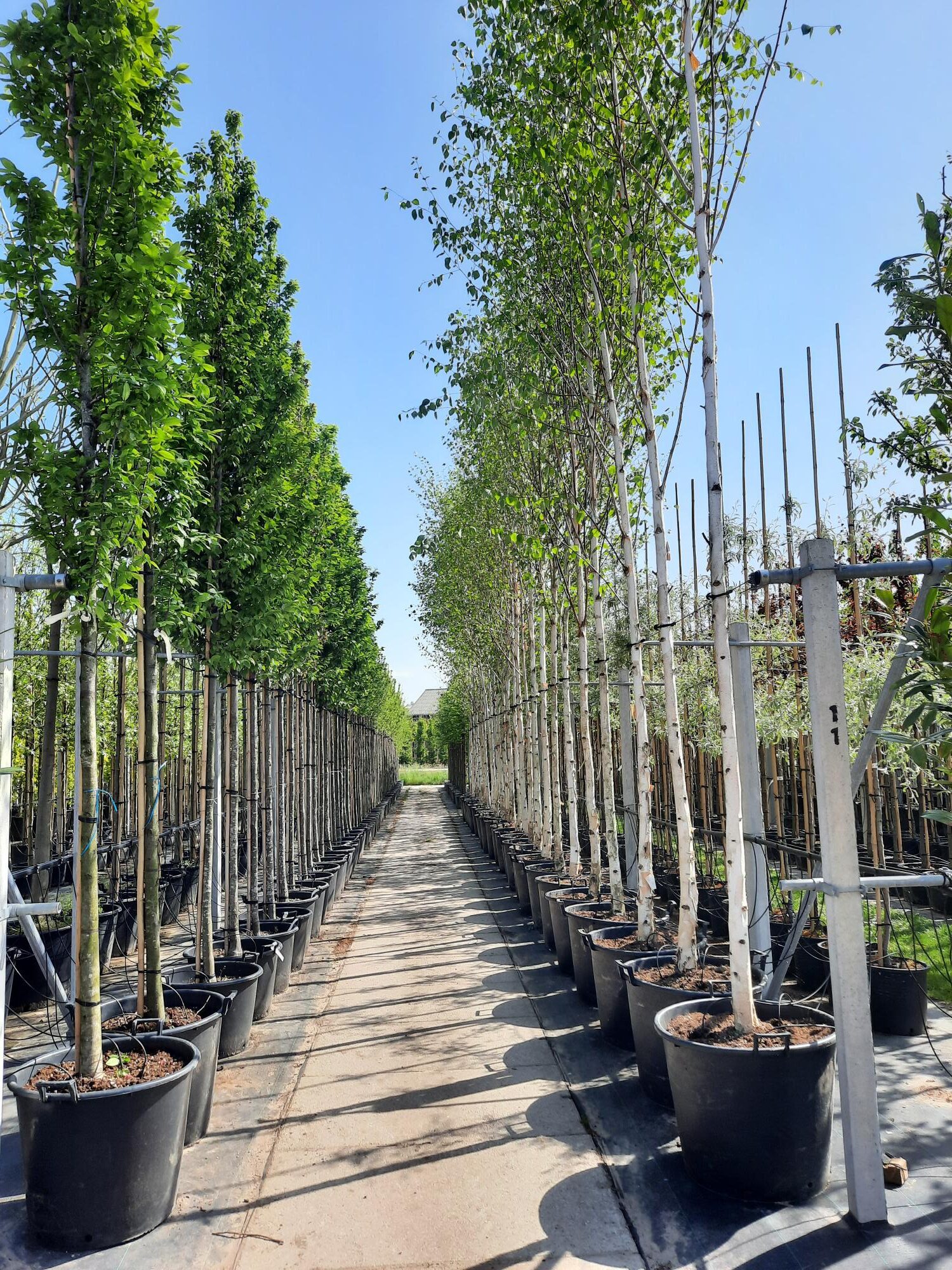 Terrein MOOI bomenveld Carpinus Betulus Betula Doorenbos a1