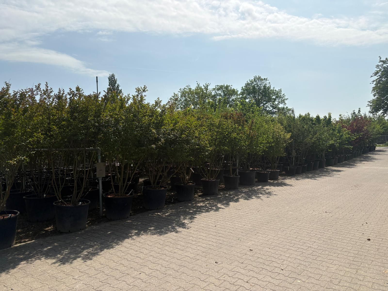 Amelanchier Lamarckii Meerstammig (Krentenboom) - Afbeelding 10