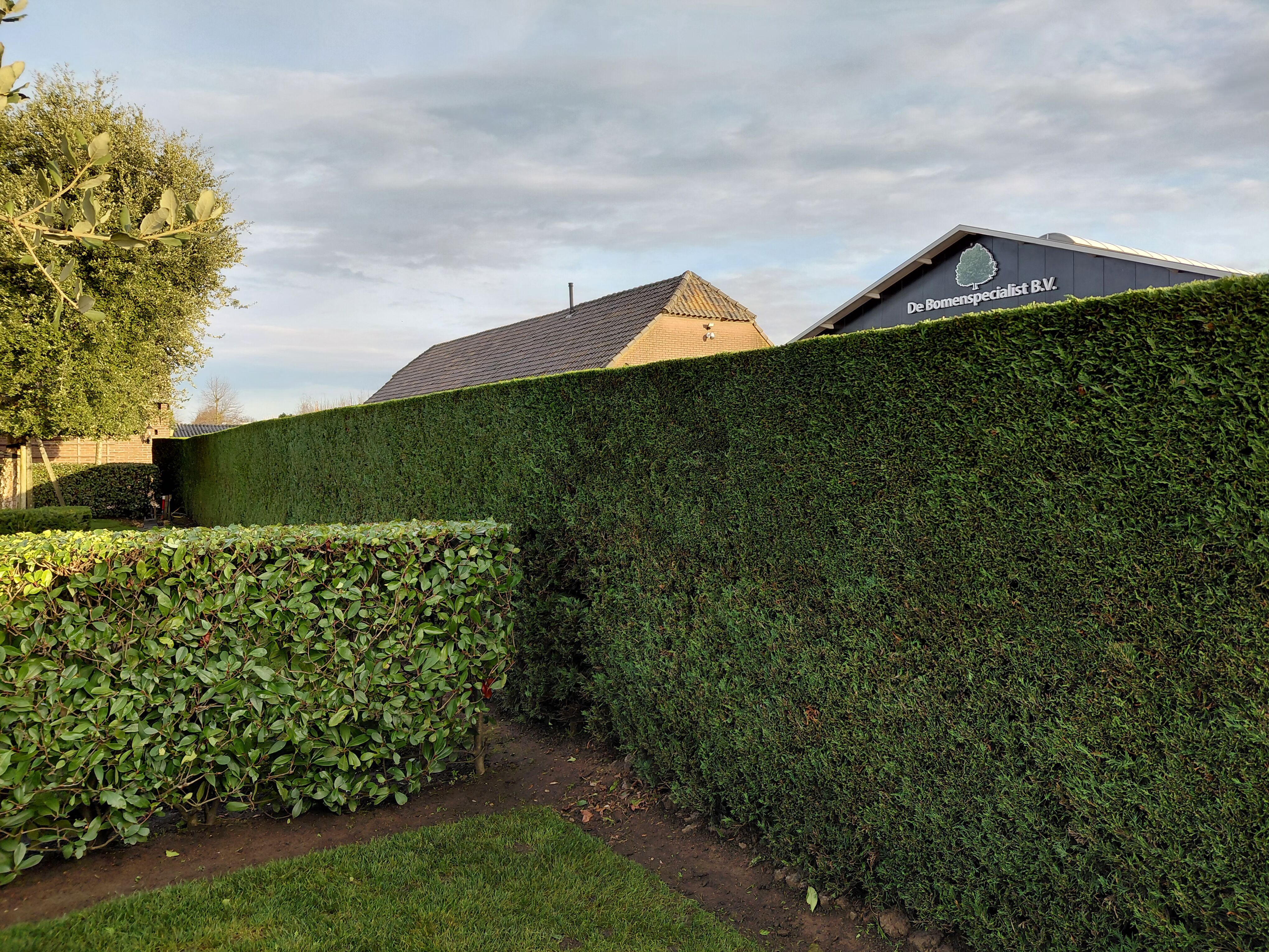 Thuja Leylandii tuin gesnoeid Photinia Red Robin tuin