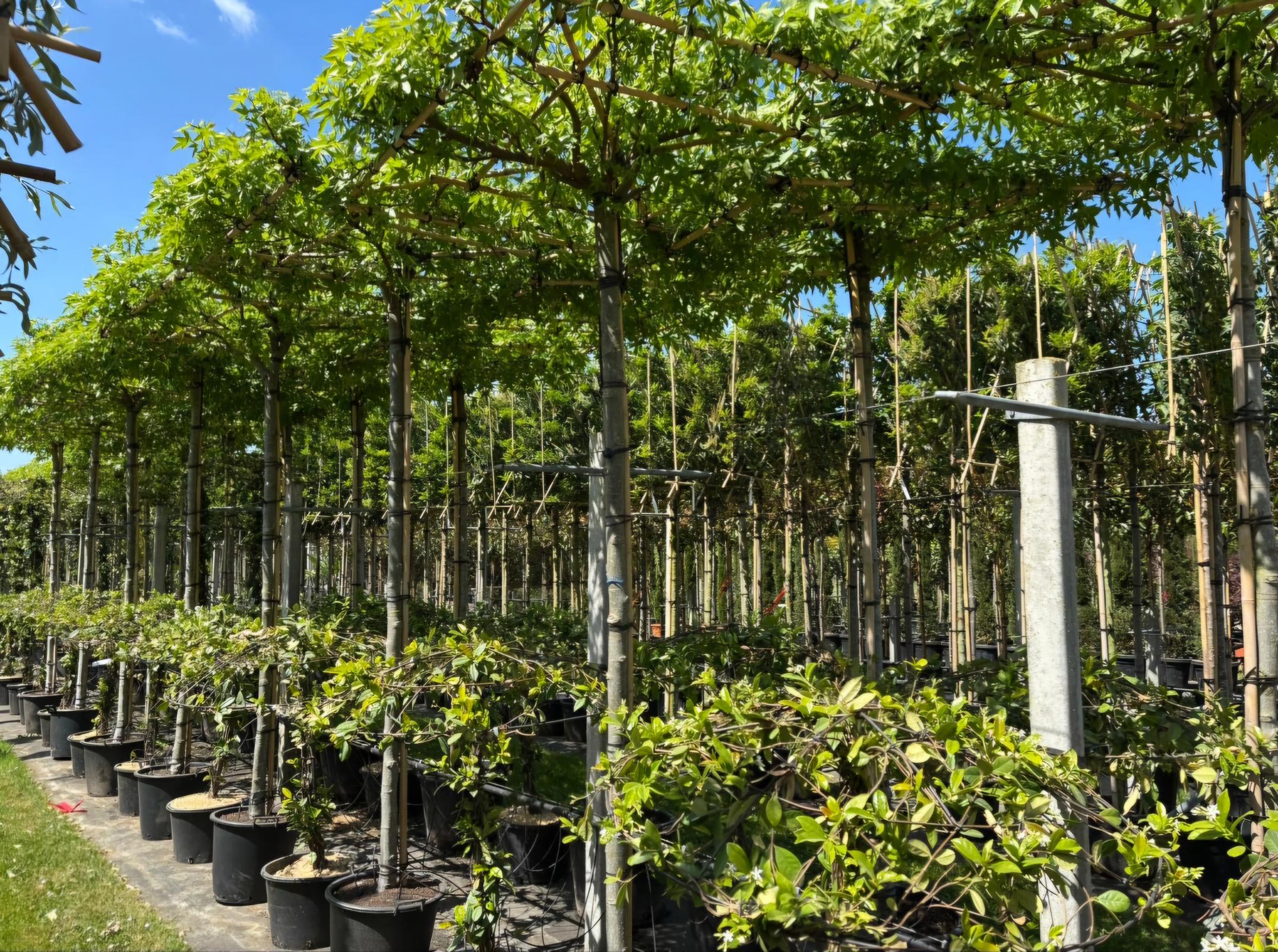 Trachelospernum jasminoides Toscaanse Jasmijn dak Liquidambar dakvorm mooi