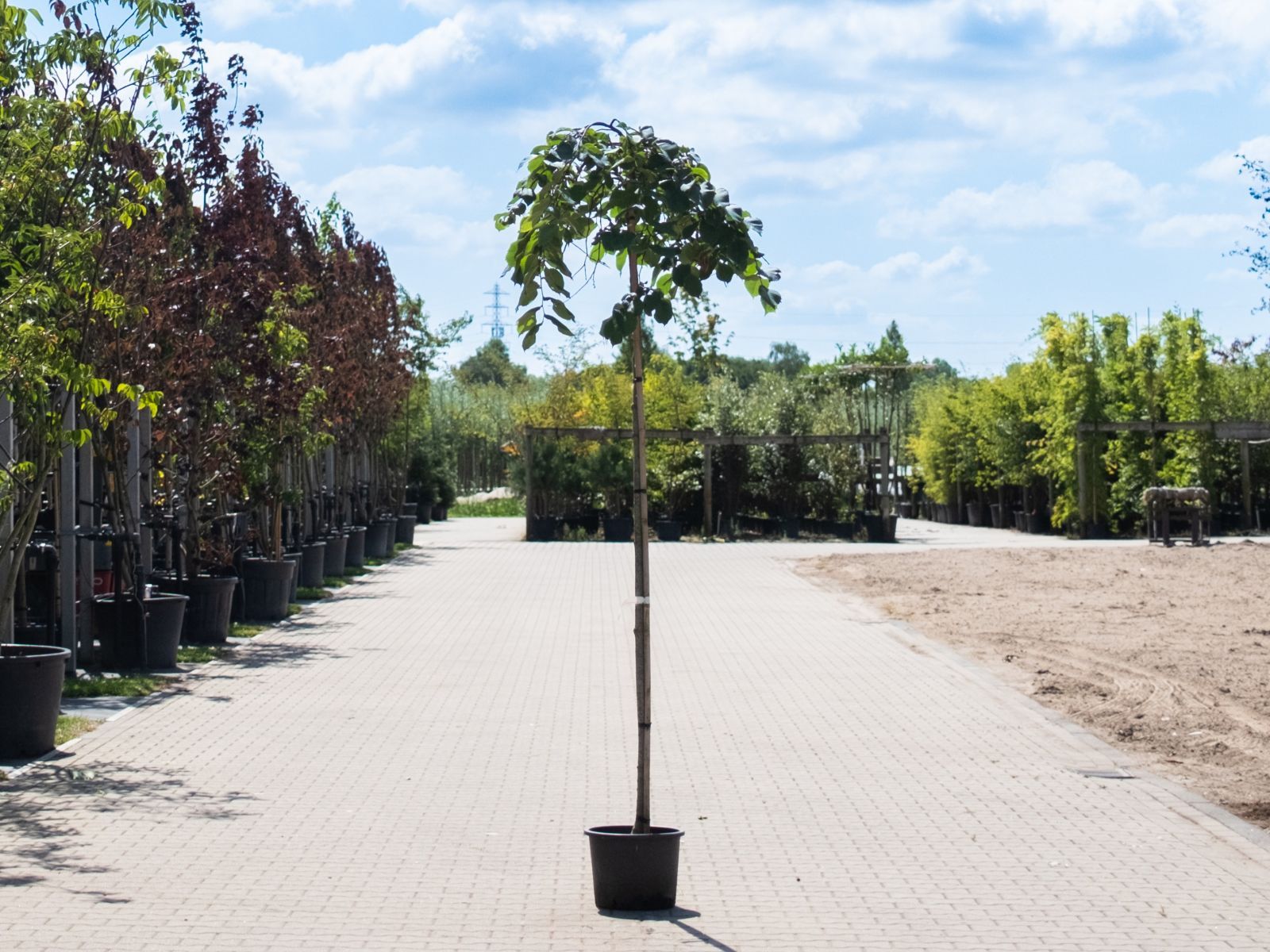 Ulmus Camperdownii-1