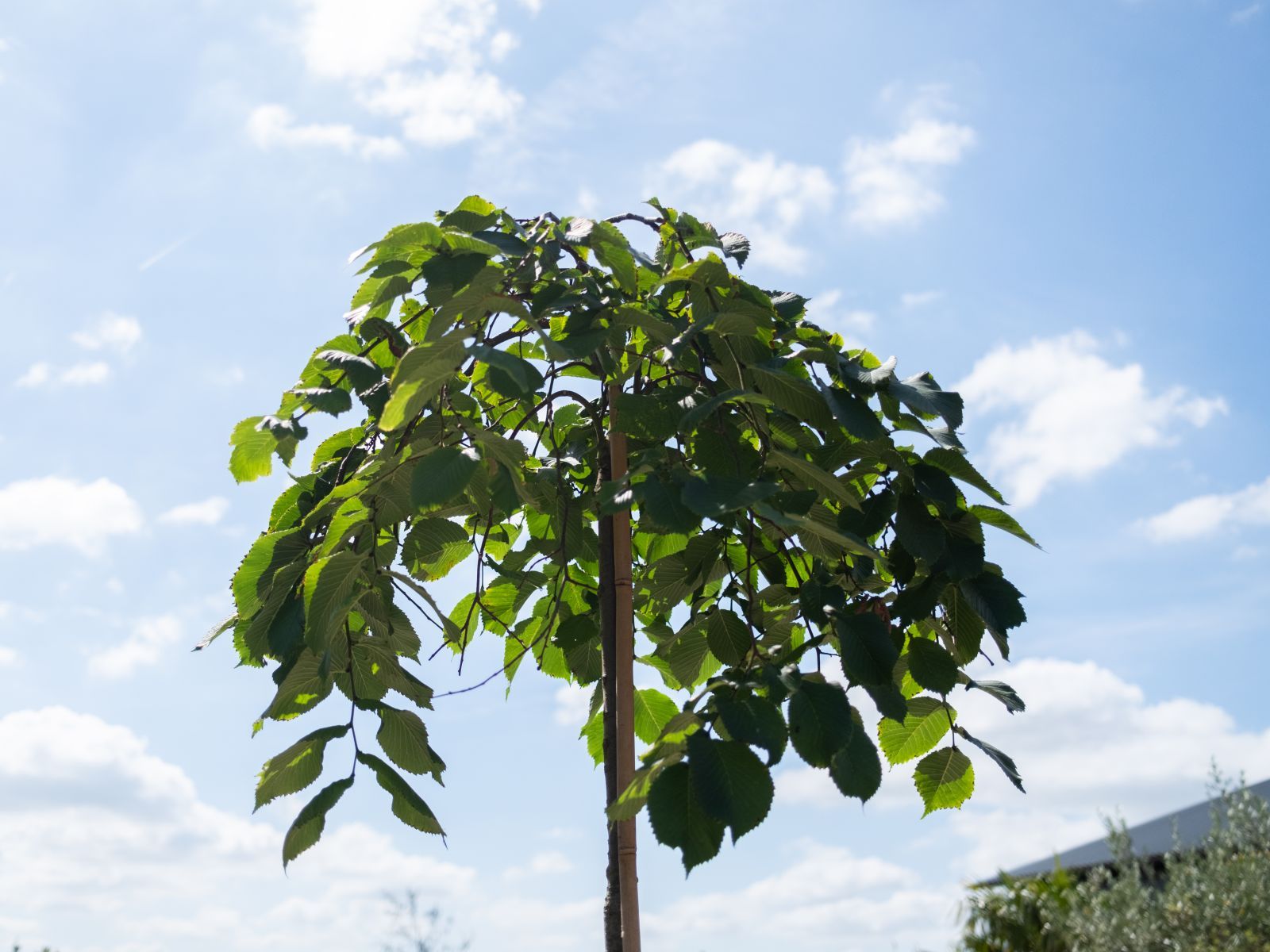 Ulmus Camperdownii-3