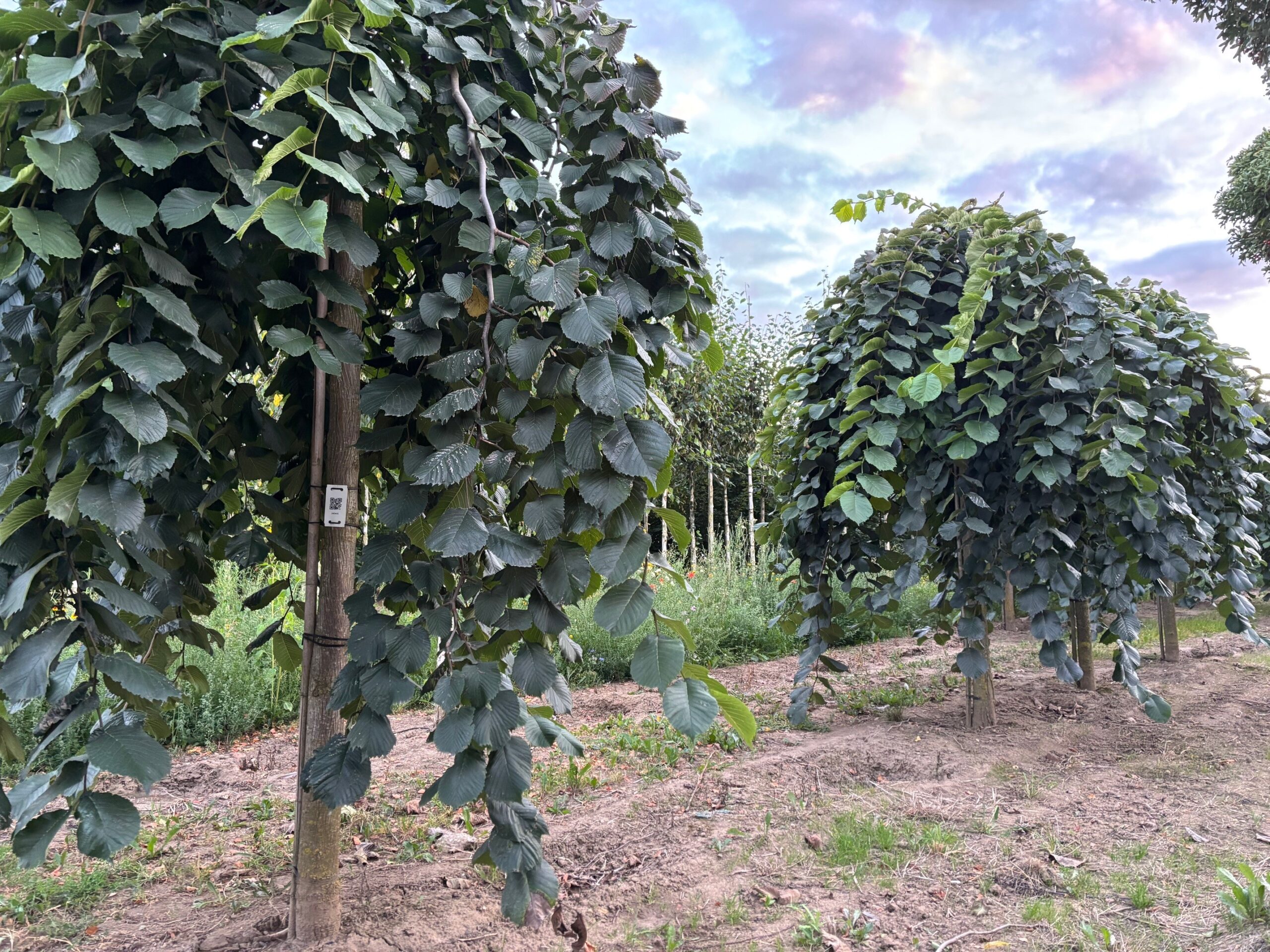 Ulmus pendula treuriep kweek