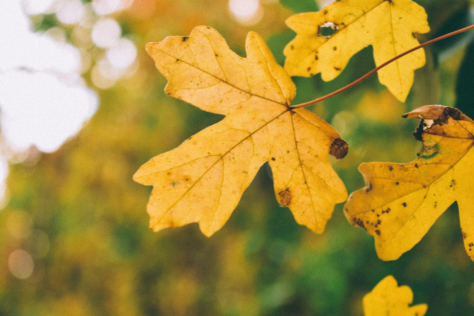 acer campestre herfst