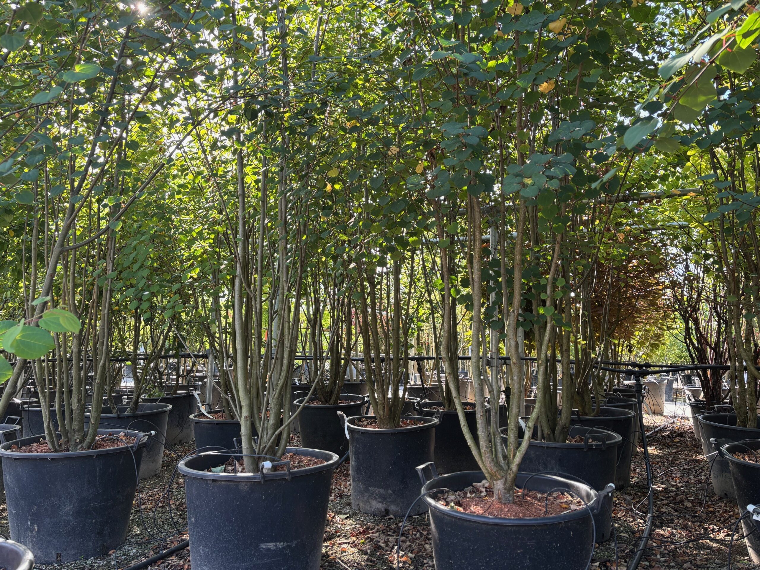 cercidiphyllum japonicum meerstammig meerstammige boom