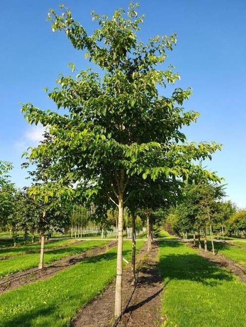 cornus controversa reuzenkornoelje