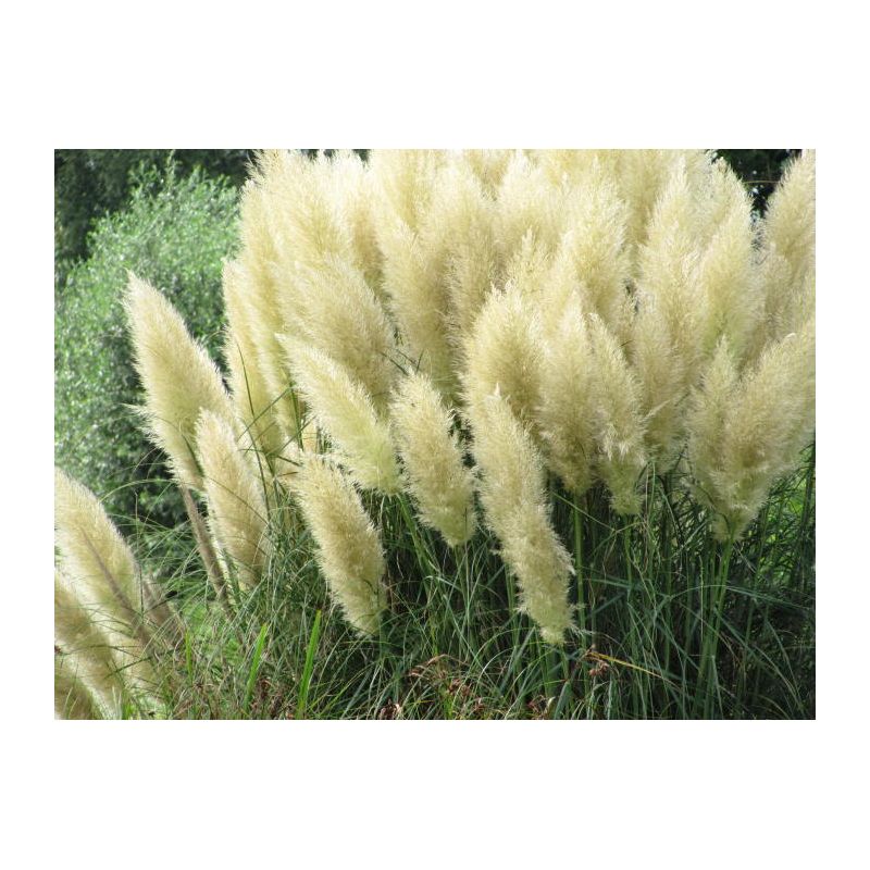 cortaderia-sell-pumila-pampasgras