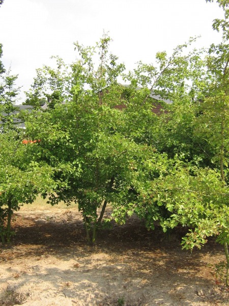 Crataegus Media Pauls Scarlet Meerstammig (Rode Meidoorn) - Afbeelding 3