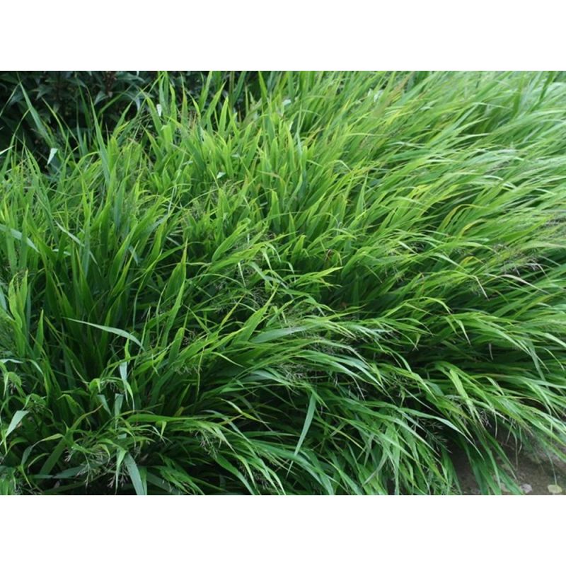 hakonechloa-macra-greenhills-