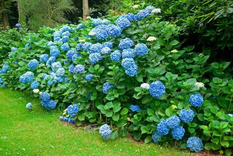 hortensia-bodensee-hydrangea-macrophylla-bodensee-de-3-l-800x800_aBsZkS5