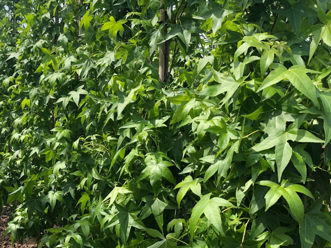 kant en klaar haag amber