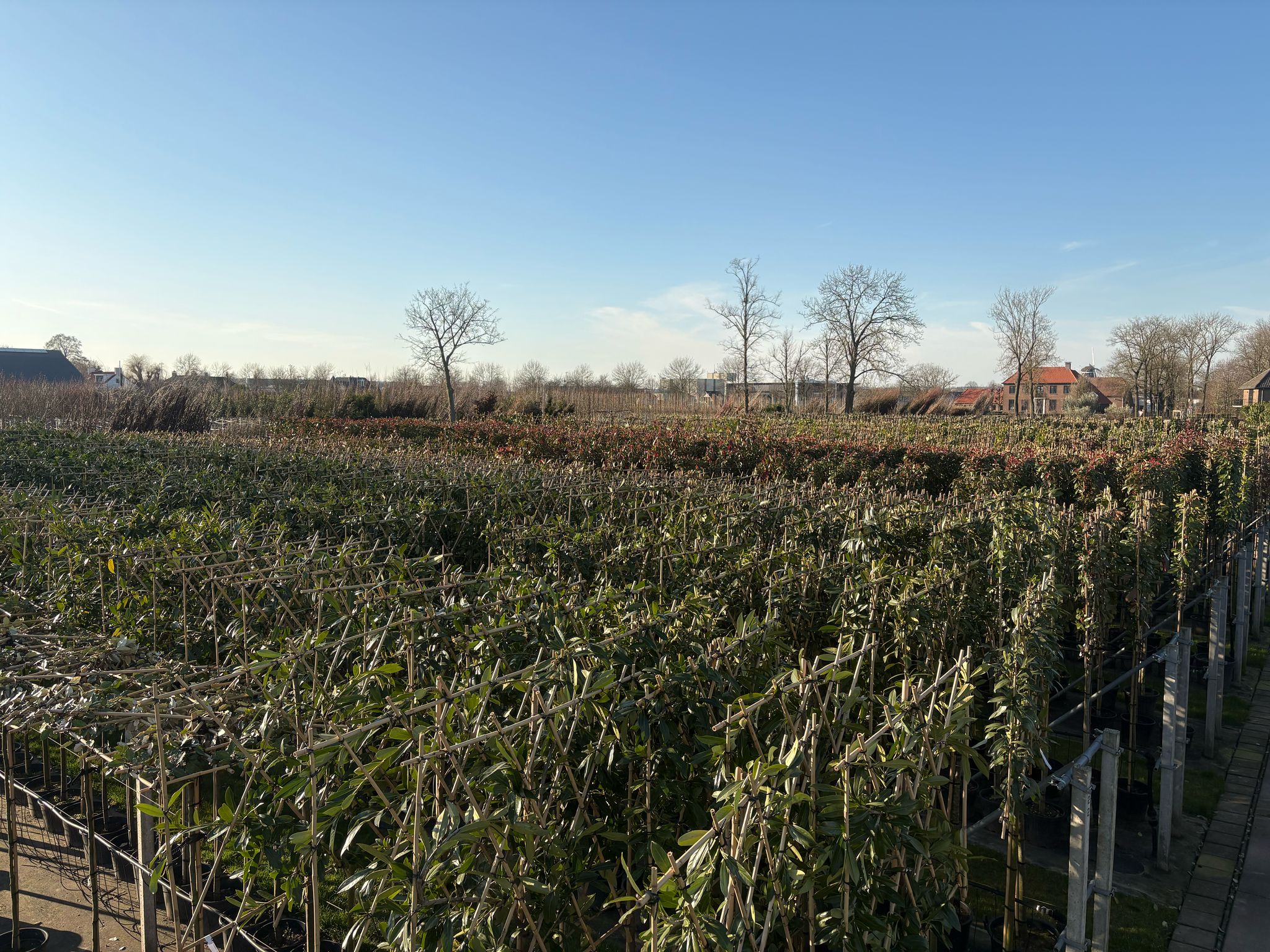 Elaeagnus Ebbingei Leiboom (Lei Olijfwilg) - Afbeelding 10