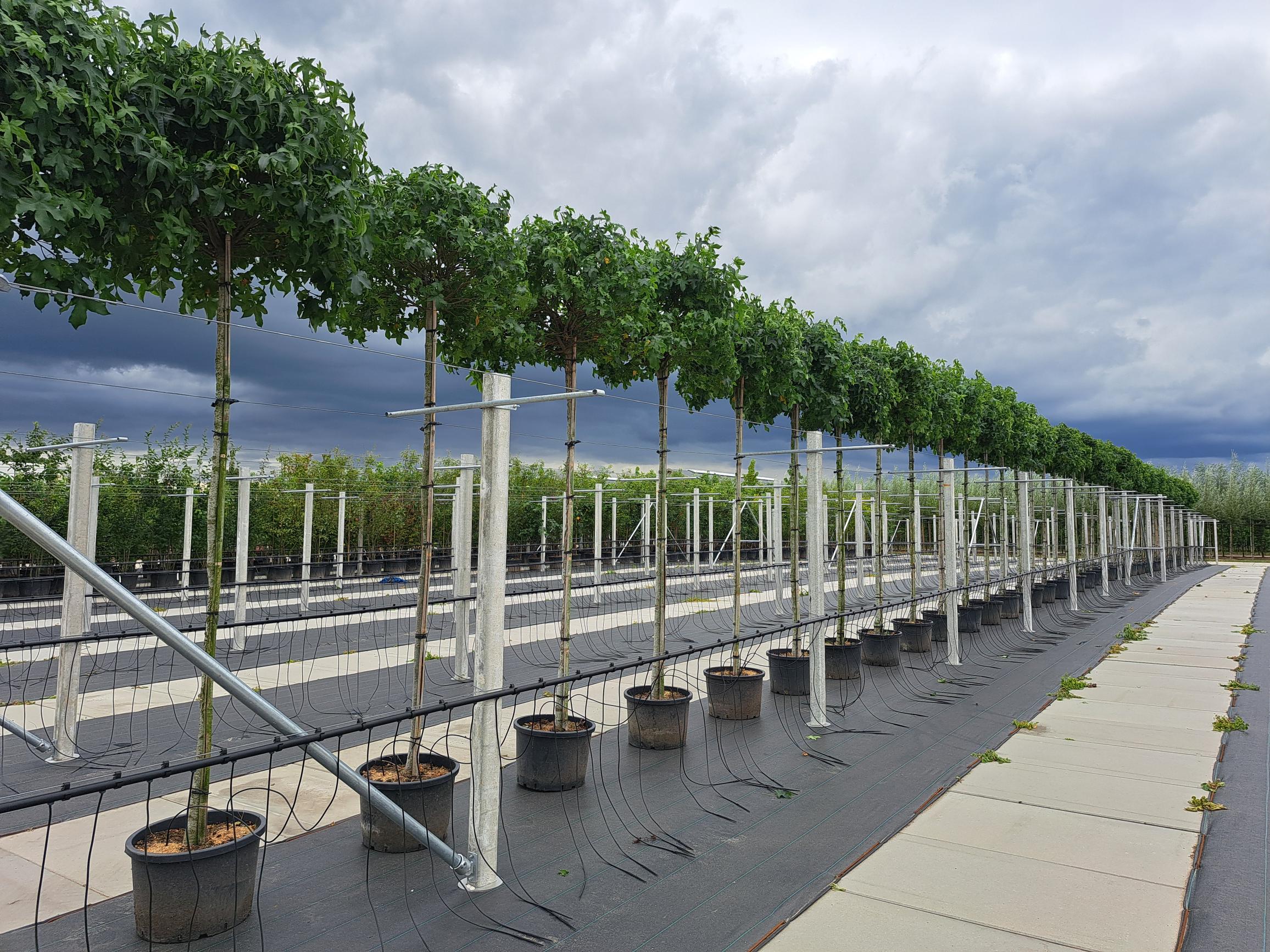 liquidamber styraciflua gumball bolvorm boom