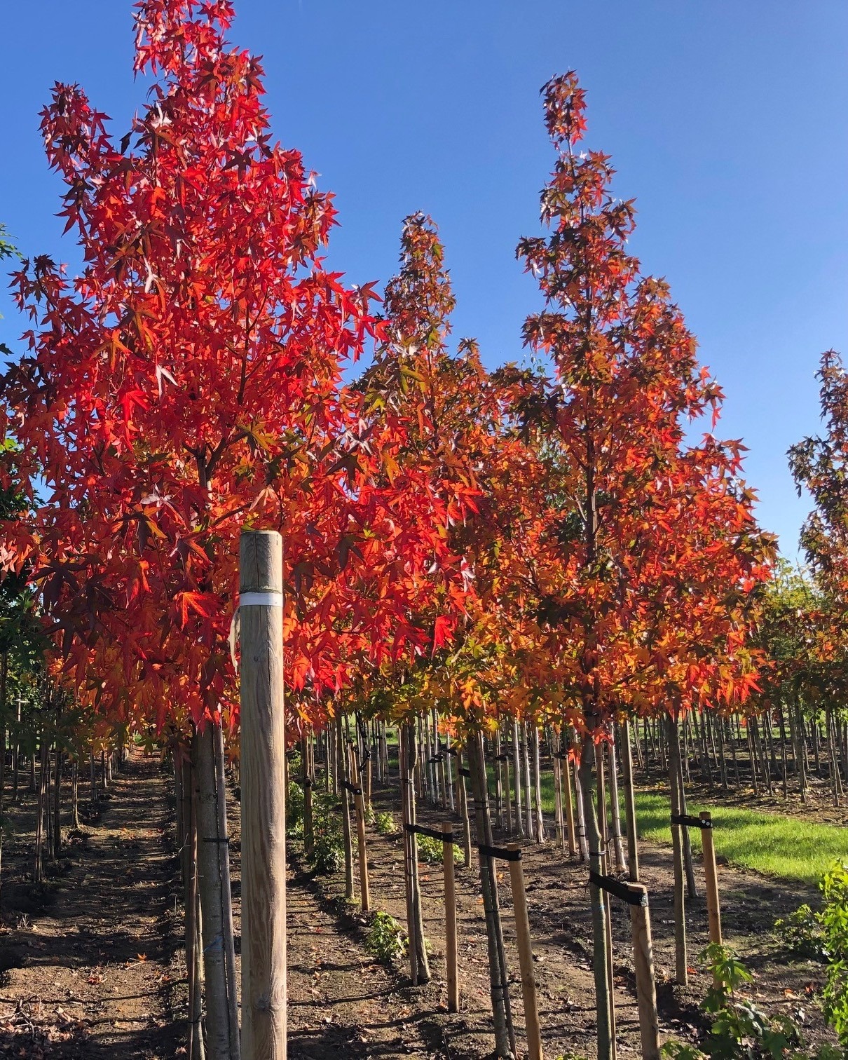 liquidamber styraciflua worplesdon