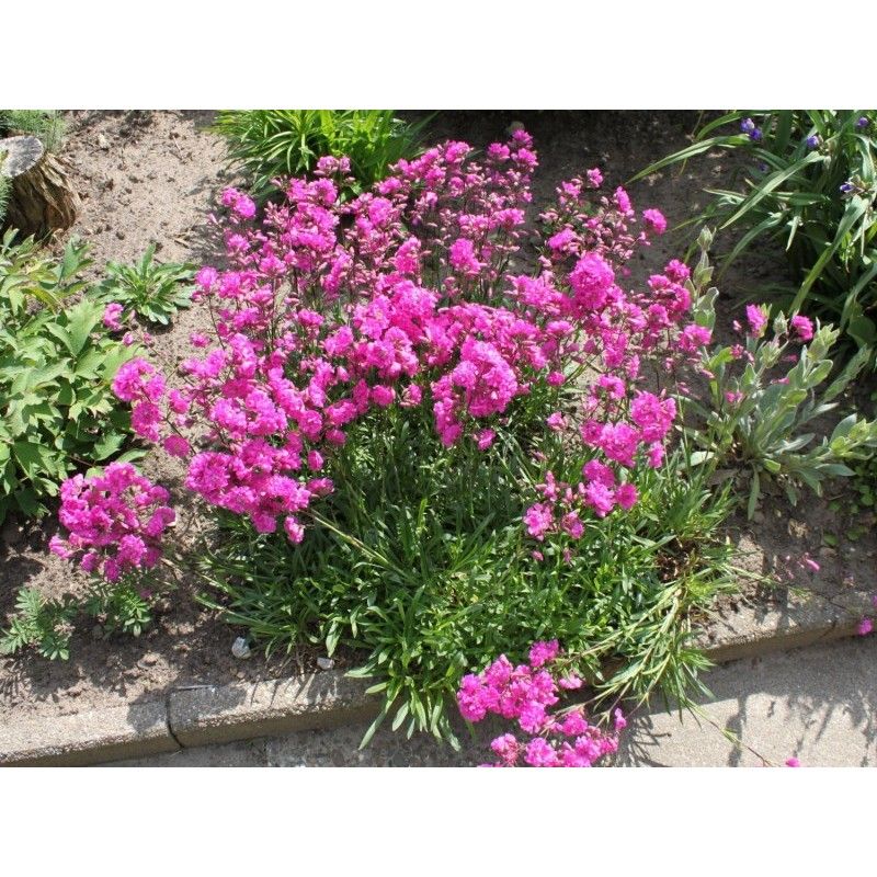 lychnis-viscaria-splendens-