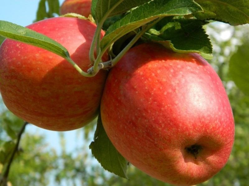 malus-glorie-van-holland-handappel