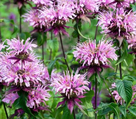 monarda