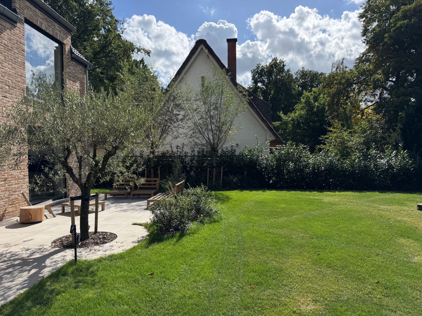 olea europea halfstam zwaar formaat en Salix alba halfstam