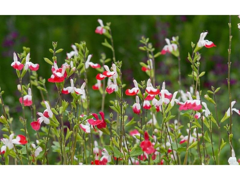 salvia-microphylla-hot-lips- (1)