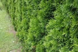 thuja smaragd