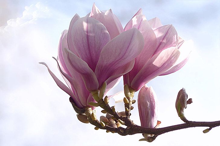 tulip-magnolia-magnolia-x-soulangiana-tree-spring-preview