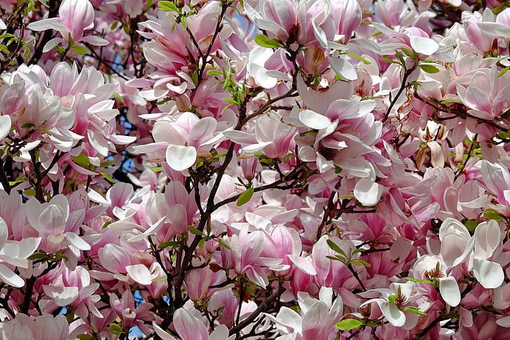 tulip-magnolia-tree-bush-magnolia