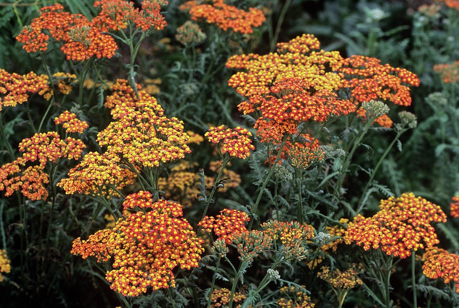 yarrow-achillea-walther-funcke-