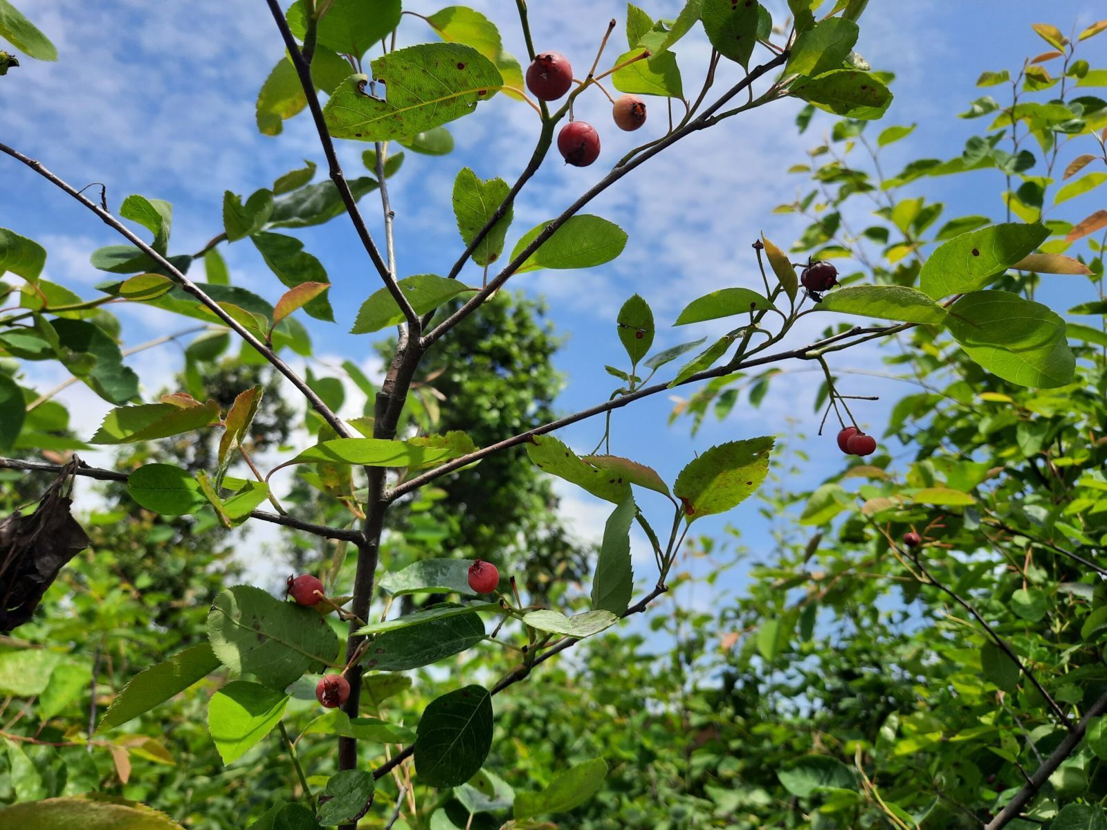 Amelanchier Lamarckii Meerstammig (Krentenboom) - Afbeelding 9