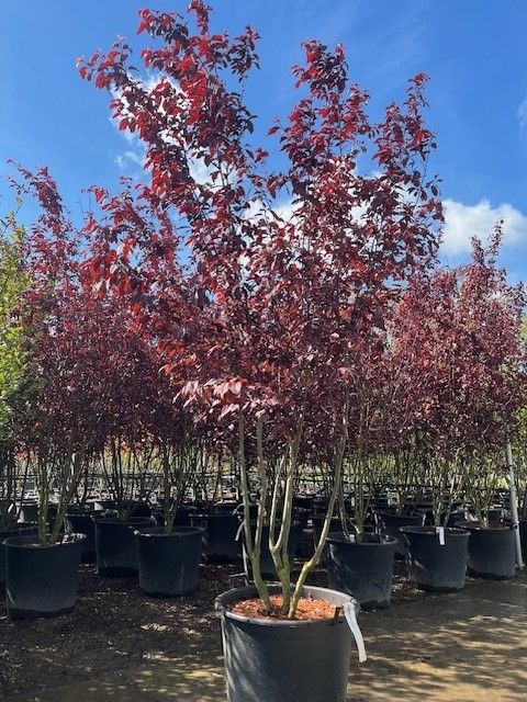 prunus cer nigra multistam container 250-300-350