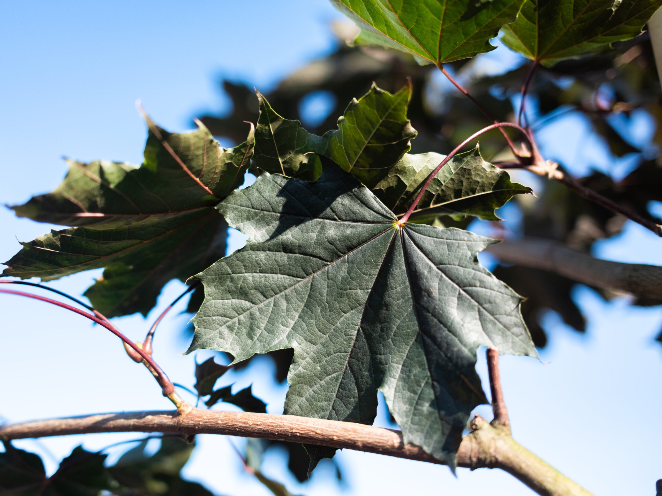 Acer Platanoides Royal Red Leiboom (Rode Esdoorn Leiboom) - Afbeelding 4