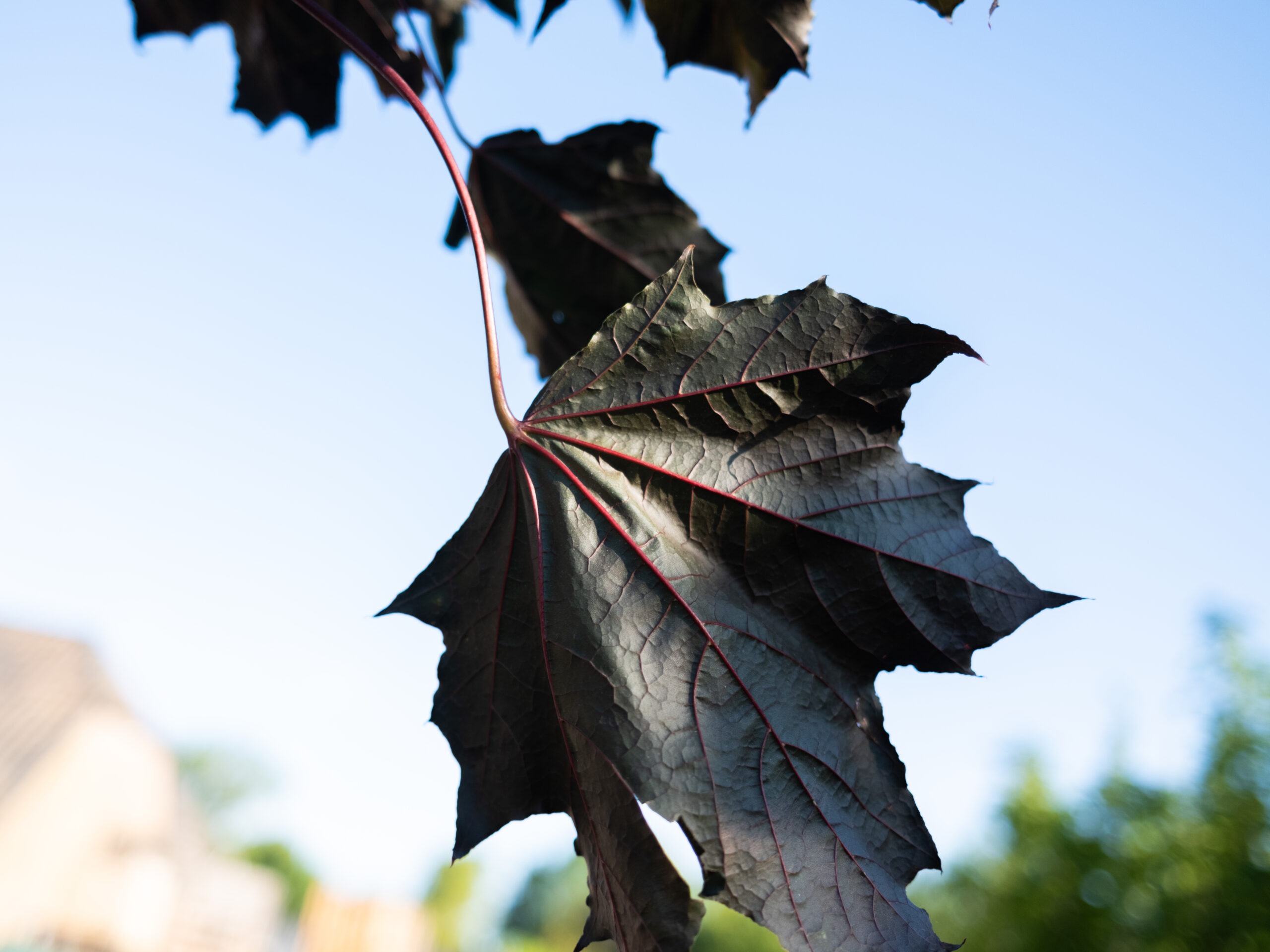Acer Platanoides Royal Red-4
