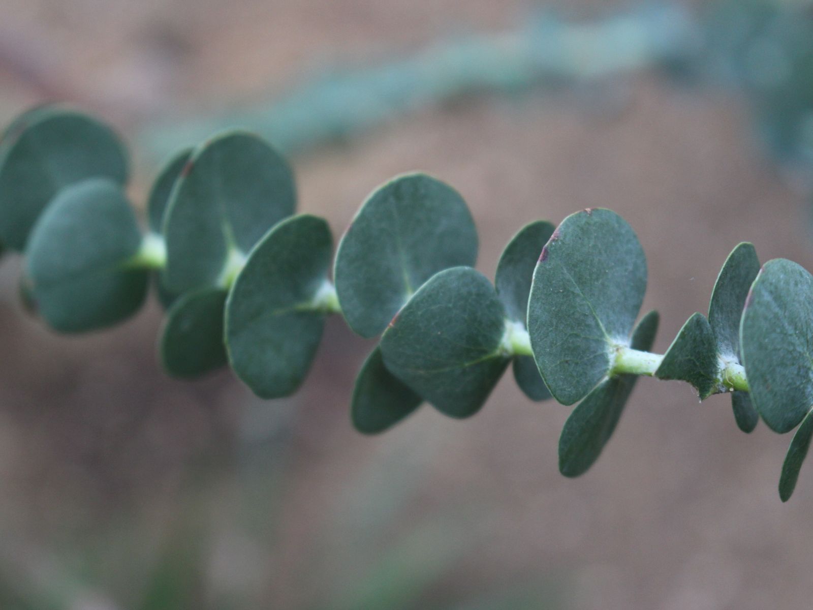 Eucalyptus_gunnii