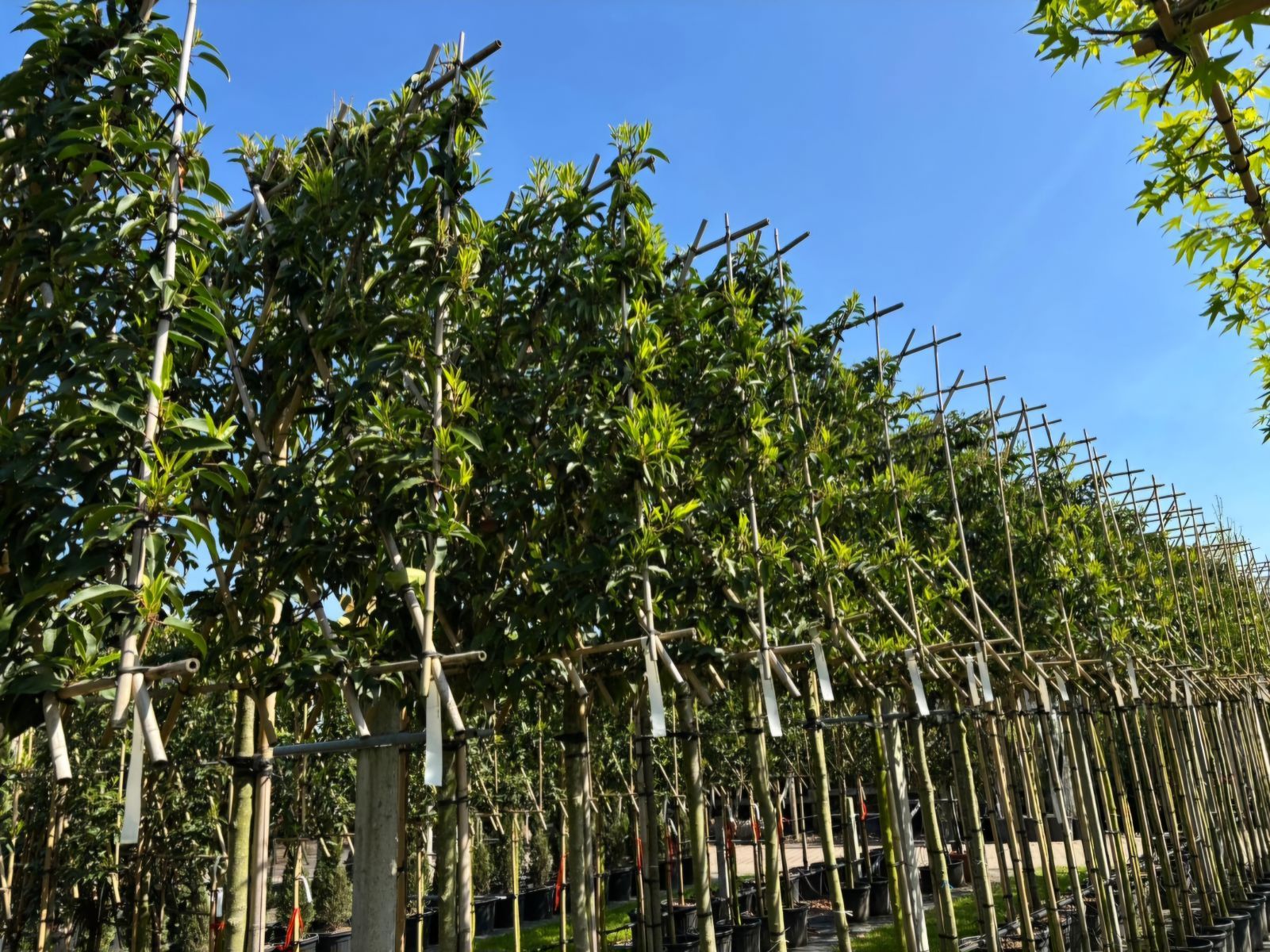 Prunus lusitanica angustifolia leiboom april uitloop