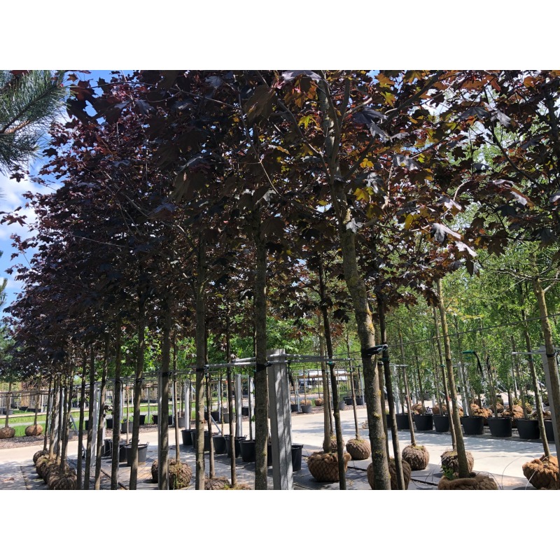 Acer Platanoides Royal Red Leiboom (Rode Esdoorn Leiboom) - Afbeelding 3