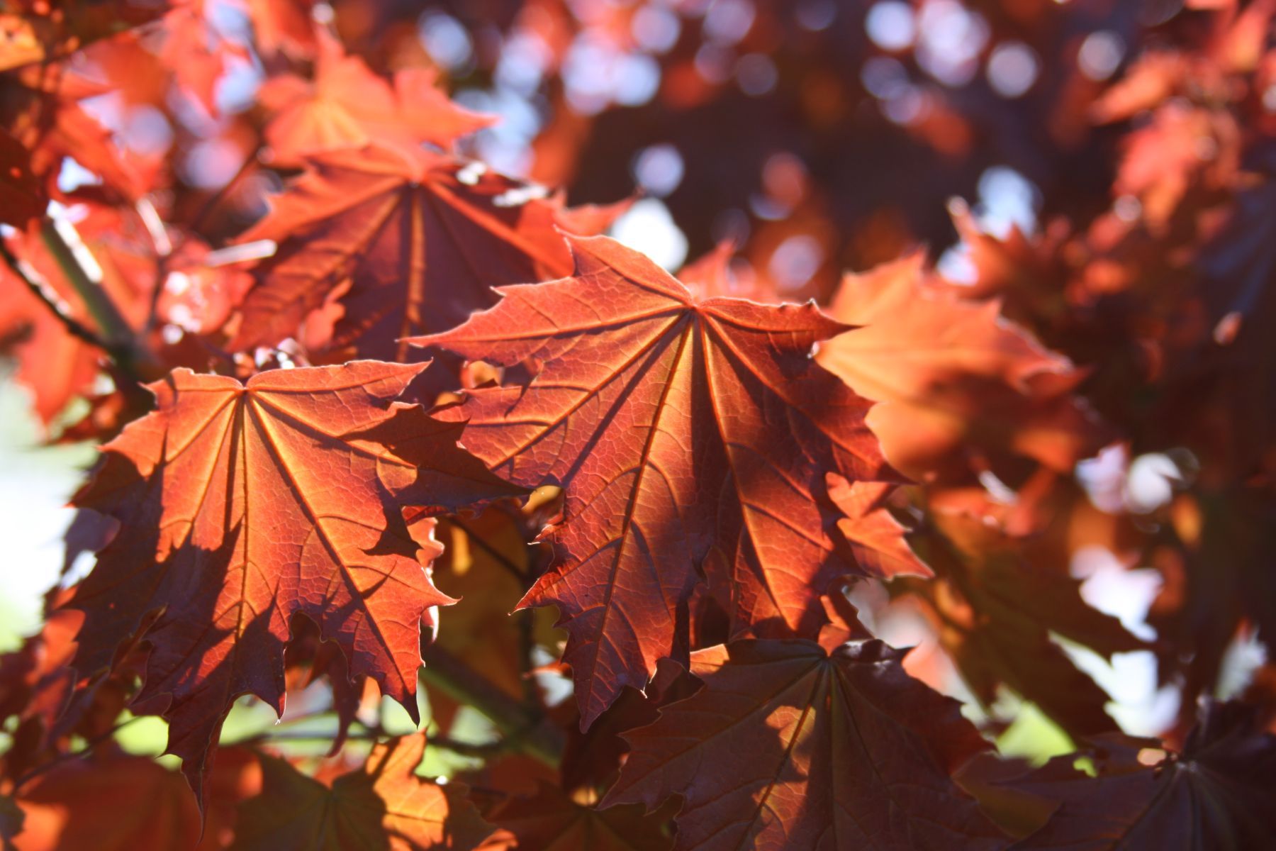 acer platanoides royal red