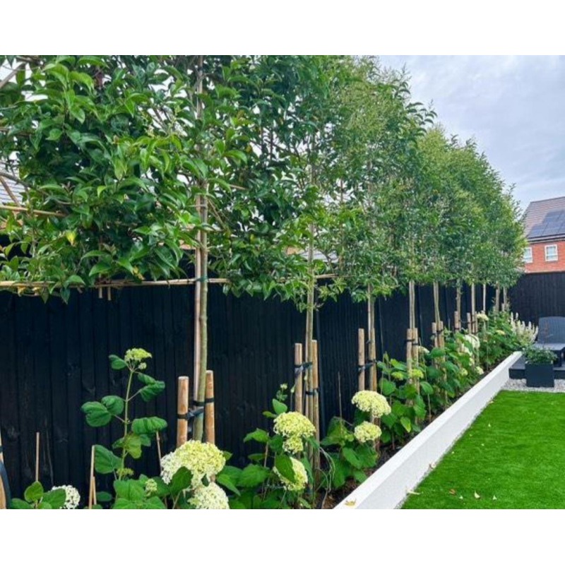 ligustrum-japonicum-leiboom-liguster-leivorm