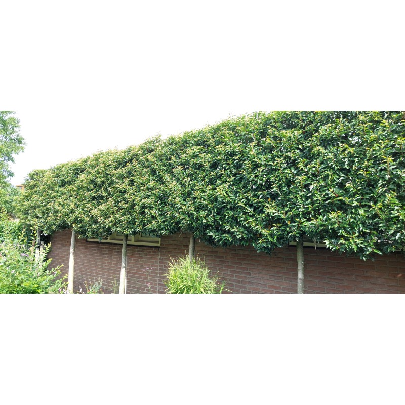 prunus-lusitanica-brenelia-leiboom-groenblijvende-portugese-laurier-leiboom (2)