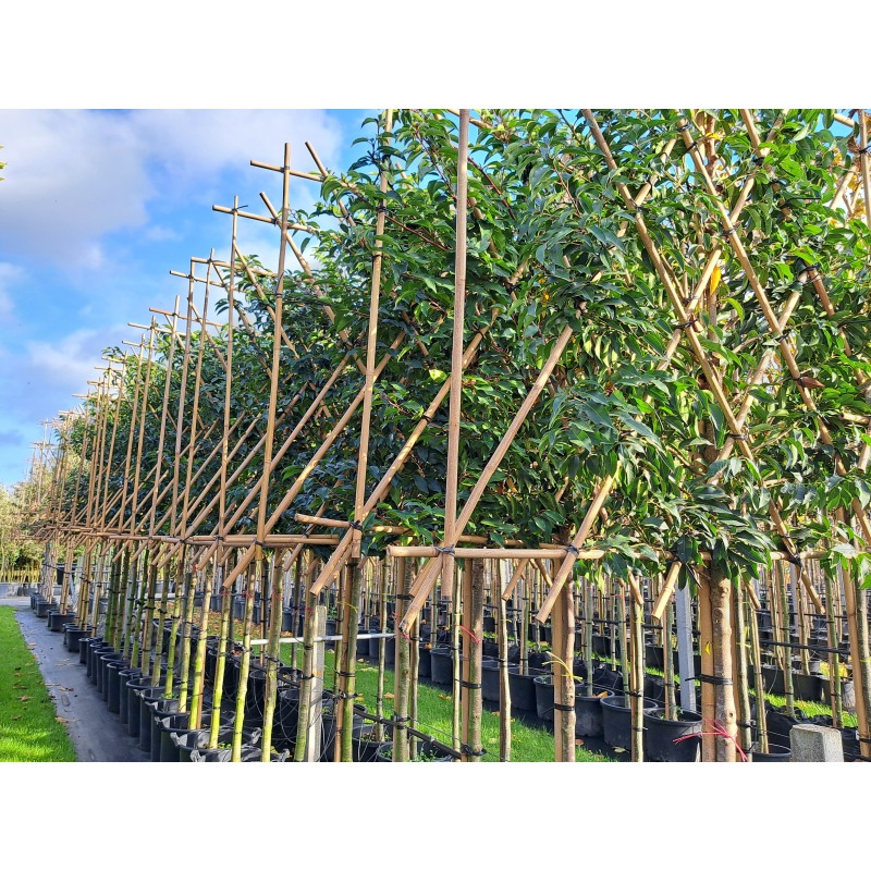 prunus-lusitanica-brenelia-leiboom-groenblijvende-portugese-laurier-leiboom