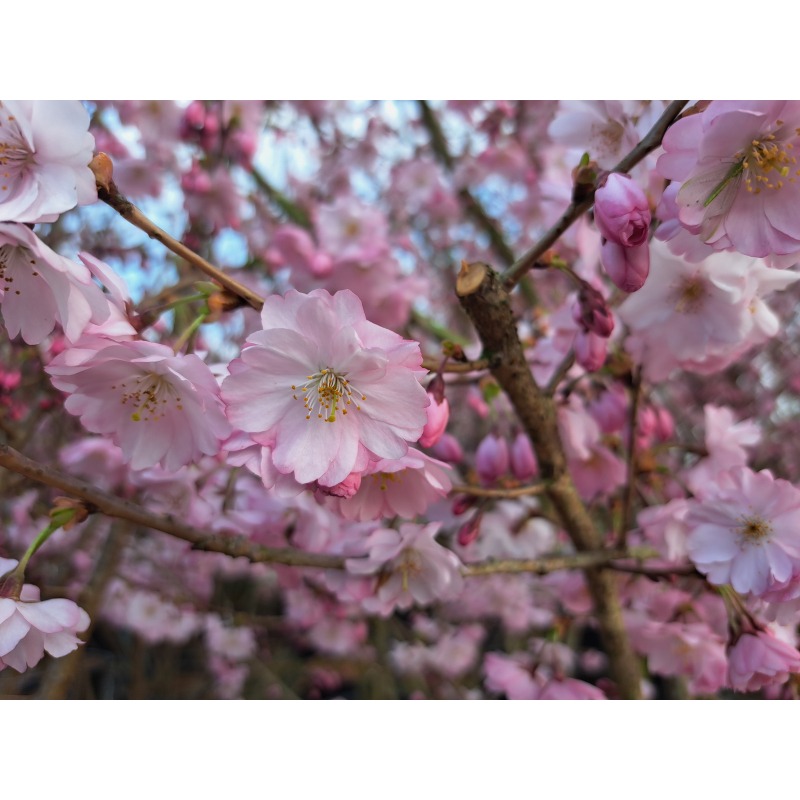 prunus-serrulata-accolade-leiboom-leisierkers (3)