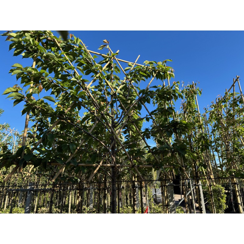 prunus-serrulata-kanzan-leiboom-leisierkers (1)