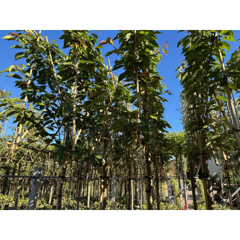 prunus-serrulata-kanzan-leiboom-leisierkers