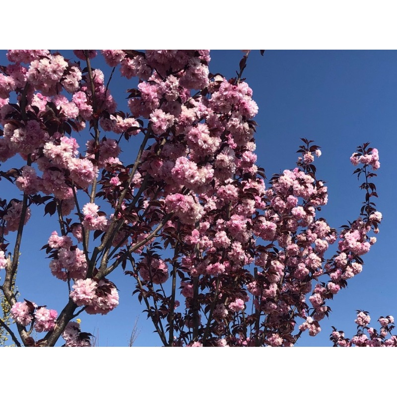 prunus-serrulata-royal-burgundy-leiboom-rode-japanse-sierkers-leiboom