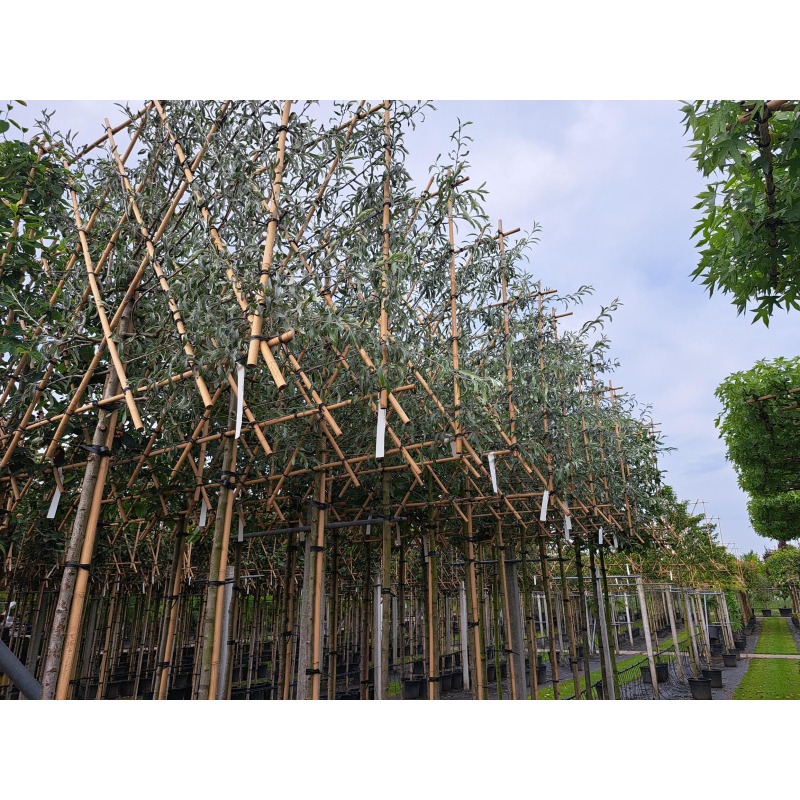 pyrus-salicifolia-pendula-leiboom-treursierpeer-leiboom- (1)