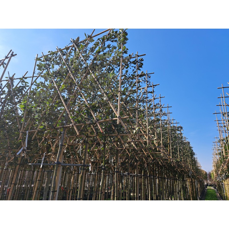 quercus-suber-leiboom-leikurkeik