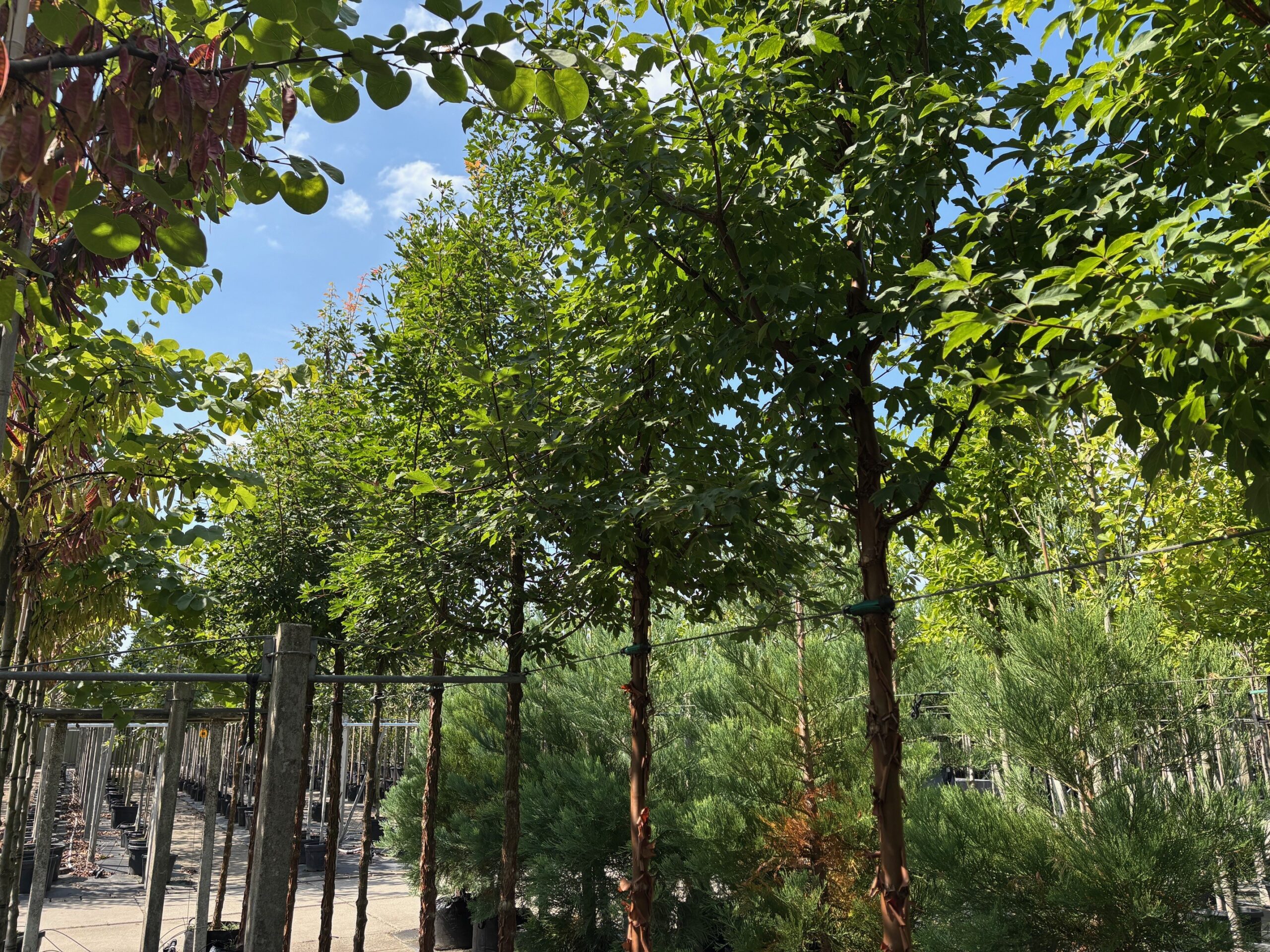 Acer griseum hoogstam