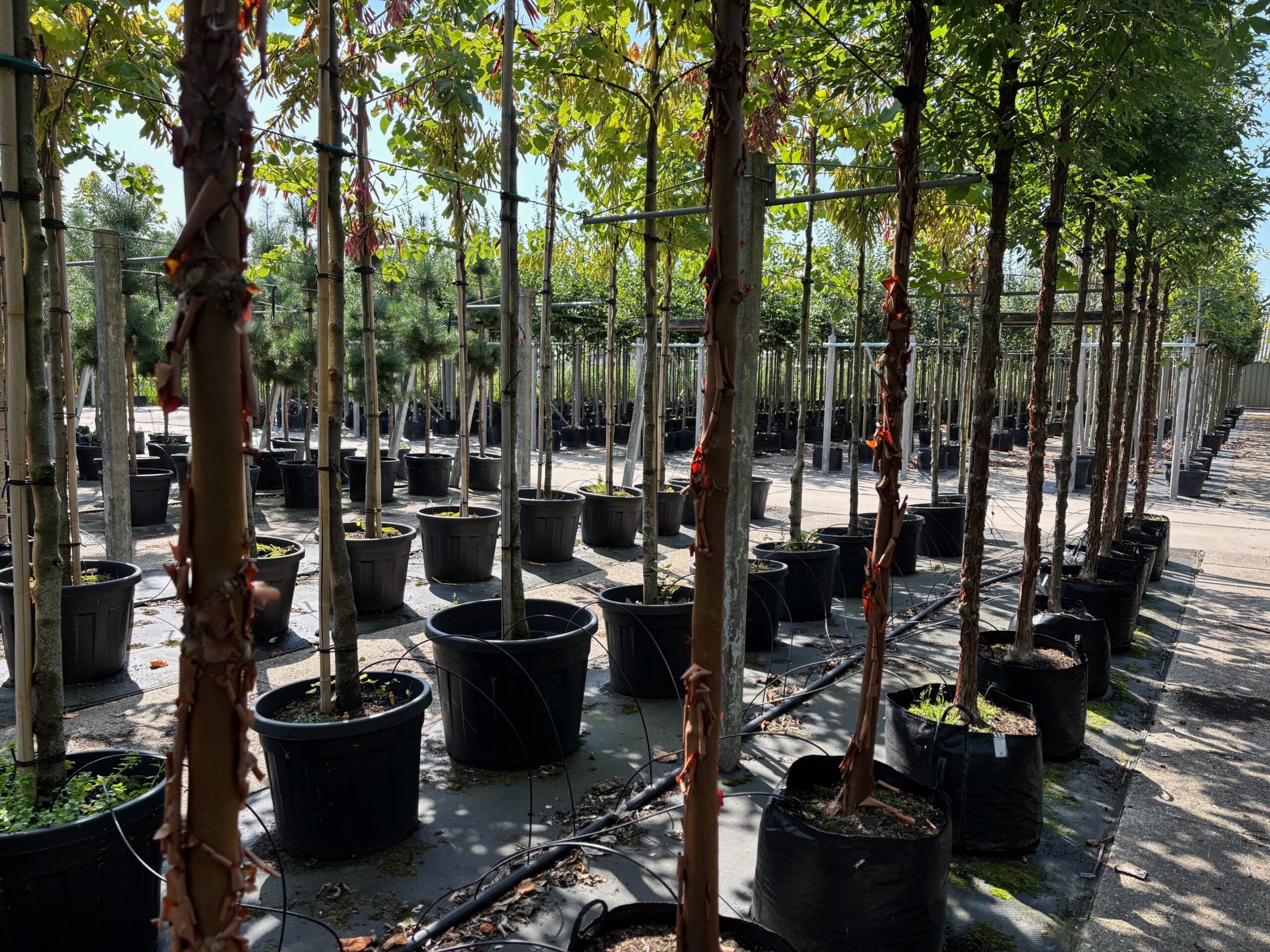 Acer griseum hoogstam stam