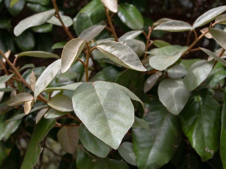 Elaeagnus ebbingei compacta